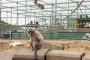 【去る】サルの檻を壊して、70頭いたサル全部を逃がした高校生を逮捕。千葉県富津市の高宕山自然動物園