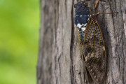 【悲報】セミ、近年の猛暑に耐えきれず激減してしまう・・・・・・・