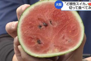 御堂筋の中央分離帯に実った“ど根性スイカを切ってみる会”…市民「店で買うスイカより甘い」 #大阪