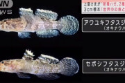 【朗報】上皇陛下「新種のハゼを二種類見つけたよ～」