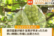 【悲報】シャインマスカット、1房398円に価格暴落‥‥中国で風評被害の影響も