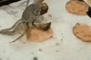 【画像】カニって生きてて楽しいんかな