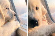 外国人「飛行機で出会った最高すぎる犬をみんなに見せていく！」
