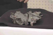 むかわ町で保管の化石 鳥のルーツに近い新種の恐竜か 北海道