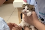 【ネコ】病院で目をうるうるさせてしまう子猫ちゃんが可愛い(*´д｀*)