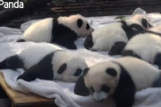 羨ましい！激カワ赤ちゃんパンダをケアするお仕事