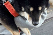 「なんでカートにいぬを乗せてんの。散歩の意味ないじゃん」　柴犬との暮らしで変化　飼い主の考えに共感殺到