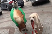 大したことじゃありません、ポニーが犬を乗せて、犬に散歩させられてるだけです