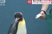 ペンギン「鯖はやーやーなの！」