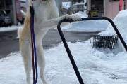 雪かきを手伝う犬がかわいいと話題ｗｗｗｗｗ
