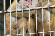スリランカ政府、 中国へのサル約10万匹を売却する計画を撤回！