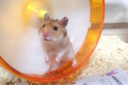 立浪「ハムスター(1000円)調子悪いんか?」ハムスター「せや」