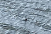 【画像】ネッシー、今年初の目撃情報