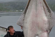 【画像あり】世界一大きなヒラメがコチラ