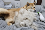 【画像】柴犬さんの換毛期、ヤバ過ぎるｗｗｗｗｗ