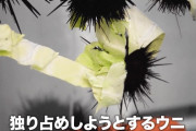 【朗報】ウニ、キャベツをムシャムシャ食べる?