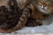 4匹の子猫を大切そうに育てるベンガルママの表情が最高に幸せそう