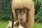 【中国】 ライオンの前髪をぱっつんに！！ → 動物園「天然です」