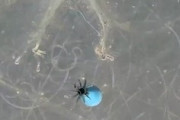 【動画】サウジアラビア軍の砦や塹壕にドローンから爆弾を投下するフーシ派。