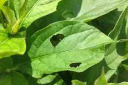 葉を食べた虫、かじった痕で「DNA鑑定」　京大が発表