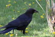 Q「黄色いカラスは存在しますか？」文系アホ「そんなの居るわけないじゃんｗ絶対存在しませーん（笑）」