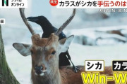 奈良公園のシカの角をカラス食べた？実はウィンウィンの関係で角の皮はぐ