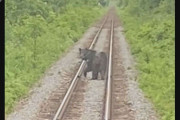 「ただ今ヒグマと並走しています」列車の前に…線路上を走るクマ　乗客も驚き動画撮影　北海道