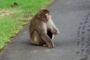 【東京】「車のワイパーいじってた」サルの目撃情報！板橋区、練馬区