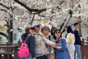 韓国人「韓国『桜パン』がSNSで大きな話題に！」美しい韓国の桜祭りに台湾人観光客20万人が訪れる」　韓国人の反応