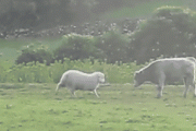 【GIF】羊「おっ、牛やんけ頭突きしたろ」