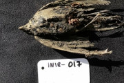【衝撃】シベリアの凍土から4万6000年前の鳥さんが発見される、その写真がこちら・・・【※画像】