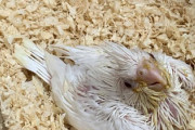 【画像】ワイの家にオカメインコの雛が到来