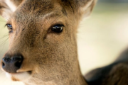 へずまりゅう「奈良公園の鹿を守る！」鹿に暴力を振るう外国人を追い払う