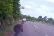 【動画】道道93号線を走行中にデカい熊に遭遇してしまうドラレコにビビる。