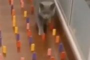 驚くべき忍者のような猫の動き。猫の空間認識能力と繊細な動きがスゴイ。海外の反応