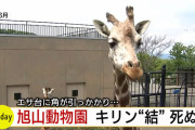 旭山動物園のキリン「角が抜けねえ」→ 死亡