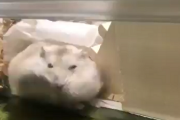 【動画】ハムスターが頬袋にご飯を詰め込みすぎた結果→隙間に入れなくてめっちゃキレるｗｗｗｗｗｗ