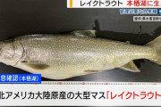 【悲報】本栖湖で外来種「レイクトラウト」を確認・・・