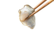 生食用牡蠣←信頼してええんか？