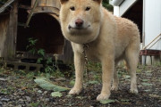 【朗報】ガイジーヌの後継犬あらわる