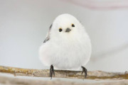 【画像】鳥とかいう全ての生き物の中で最もかわいい種族ｗｗｗｗｗｗｗｗｗｗｗ