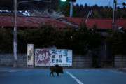 「福島原発事故から9年、立入禁止区域は動物たちの楽園に」 米研究者が発表