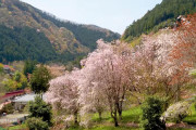 海外「東京の原風景とのどかな雰囲気が良い！」檜原村の桜を見に行ってみた