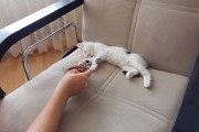 眠っている子猫のそばにキャットフードを置いたら、反応が可愛かった