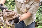 体重2.7キロ！オーストラリアで発見された世界最大かもしれないヒキガエルの映像。