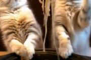 猫さん、ラーメンを手づかみで食べてしまうwwwwwwww