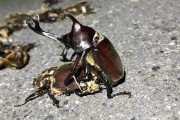 【画像】カブトムシさん、轢き殺されたメスと交尾してしまう