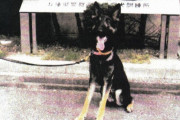 行方不明中だった警察犬ーヌ、無事発見。怪我一つなく元気いっぱいｗｗｗｗｗｗｗｗｗｗｗｗｗ