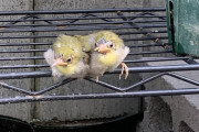 庭になんか鳥の赤ちゃんいるンゴ！！！