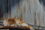 【ねこ画像】屋根の上のねこ、キジトラ ほか【再】